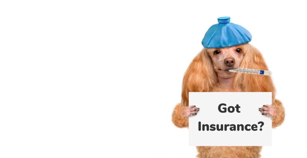 Pet Insurance in India