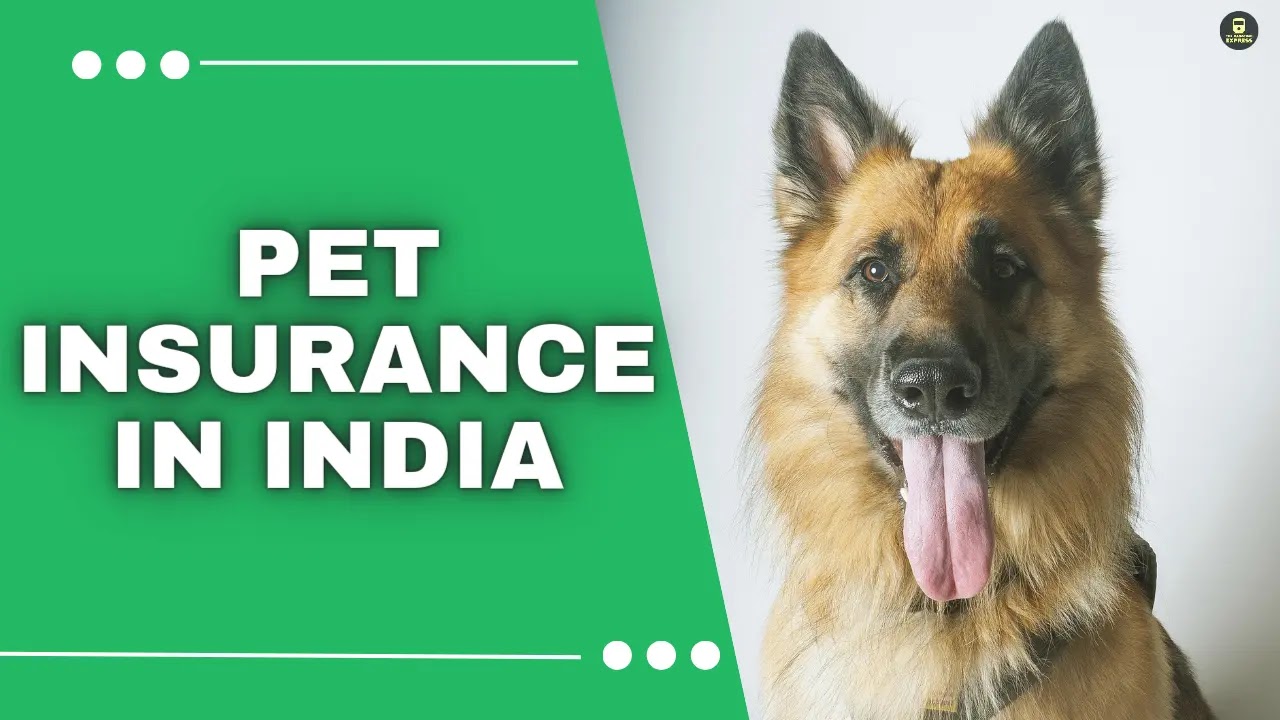 Pet Insurance in India