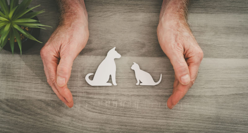 Pet Insurance in India